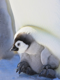 Emperor Penguin (Aptenodytes Forsteri) Chick on Parent's Feet on Ice, Snow Hill Island, Antarctica Photographic Print by Keren Su