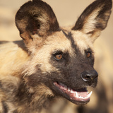 Portrait of an African Wild Dog, Harnas Wildlife Foundation and Guest Farm, Harnas, Namibia Photographic Print by Wendy Kaveney