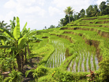 Rice Paddies in Central Bali, Indonesia Photographie par Micah Wright