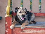 A Border Terrier Lying on an Old Colorfully Painted Bench Photographic Print by Zandria Muench Beraldo