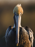 Brown Pelican (Pelecanus Occidentalis) Perched at Goose Island State Park, Aransas Co., Texas, Usa Photographic Print by Larry Ditto