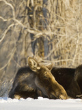 Female Moose, Jackson Hole, Wyoming, Usa Photographic Print by Daniel Schreiber