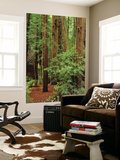 Muir Woods National Monument, Redwood Forest, California, Usa Wall Mural by Gerry Reynolds