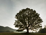Single Tree at Sunrise, Cades Cove, Great Smoky Mountains National Park, Tennessee, Usa Photographic Print by Adam Jones