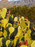 Chisos Mountains and Prickly Pear Cactus, Big Bend National Park, Brewster Co., Texas, Usa Photographic Print by Larry Ditto