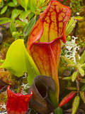 Pitcher Plants in a Bog Near Lubec, Maine, Usa Photographic Print by Chuck Haney