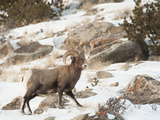 Big Horn Sheep Graze in the Gros Ventre Range, Jackson Hole, Wyoming, Usa Photographic Print by Daniel Schreiber