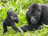 Mountain Gorilla Stands Beside Silverback, Bwindi Impenetrable National Park, Uganda Photographic Print by Paul Souders