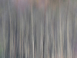 Abstract Tree Pattern, Great Smoky Mountains National Park, North Carolina, Usa Photographic Print by Adam Jones