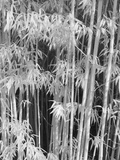 Japanese Tea Garden, San Francisco, California, Usa Photographic Print by Connie Bransilver