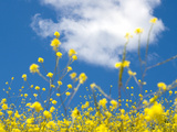Field Mustard, Brassica Campestris, Lafayette Reservoir, Lafayette, California, Usa Photographic Print by Paul Colangelo