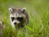 Young Raccoon Walking in Grass, Summer Evening, Assateague Island National Seashore, Maryland, Usa Photographic Print by Paul Souders
