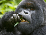 Silverback Mountain Gorilla, Volcanoes National Park, Virungas, Charles, Rwanda Photographic Print by Ralph H. Bendjebar