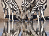 Zebras Reflected in a Water Hole, Etosha National Park, Namibia, Africa Photographic Print by Wendy Kaveney