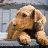 An Airedale Puppy Photographic Print by Zandria Muench Beraldo