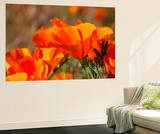 Poppies, Antelope Valley Near Lancaster, California, Usa Wall Mural by Jamie & Judy Wild