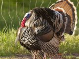 Tom Turkey in Breeding Plumage in Springdale, Utah, Usa Photographic Print by Chuck Haney