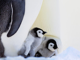 Emperor Penguin (Aptenodytes Forsteri) Chicks on Parents' Feet on Ice, Snow Hill Island, Antarctica Photographic Print by Keren Su