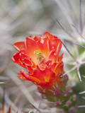 Flowering Claret Cup Cactus, Joshua Tree National Park, California, Usa Impressão fotográfica por Jamie & Judy Wild