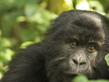 Mountain Gorilla in Volcanoes National Park, Virunga Mountains, Rwanda, Africa Photographic Print by Daniel Schreiber