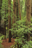 Muir Woods National Monument, Redwood Forest, California, Usa Wall Mural – Large par Gerry Reynolds
