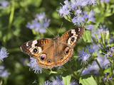 Common Buckeye (Junonia Coenia) Nectaring on Mist Flowers, Hidalgo Co., Texas, Usa Photographic Print by Larry Ditto