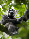 Portrait of Adult Chimpanzee (Pan Troglodytes) Resting in Rainforest, Kibale Forest Reserve, Uganda Fotografisk tryk af Paul Souders