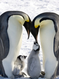 Emperor Penguin (Aptenodytes Forsteri) Chicks on Parents' Feet on Ice, Snow Hill Island, Antarctica Photographic Print by Keren Su