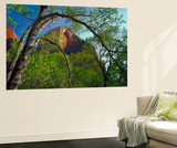 Cottonwoods and Red Arch Mountain in Early Spring, Zion National Park, Utah, Usa Wall Mural by Scott T. Smith