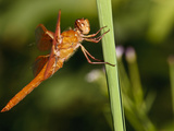 Male Flame Skimmer (Libellula Saturata), Freeway Ponds County Park, Albany, Oregon, Usa Photographic Print by Rick A. Brown