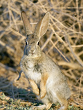 Desert Cottontail at Attention, Henderson, Nevada, Usa Photographic Print by Maresa Pryor