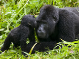Infant Mountain Gorilla Leans in to Kiss Silverback, Bwindi Impenetrable National Park, Uganda Fotografisk tryk af Paul Souders
