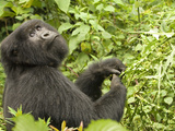 Mountain Gorilla in Volcanoes National Park, Virunga Mountains, Rwanda, Africa Photographic Print by Daniel Schreiber