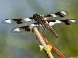 Eight-Spotted Skimmer (Libellula Forensis) Male, Freeway Ponds County Park, Albany, Oregon, Usa Photographic Print by Rick A. Brown