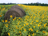 Hay Bale in Sunflowers Field, Bluegrass Region, Kentucky, Usa Photographic Print by Adam Jones