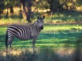 Burchell's Zebra (Equus Burchelli), Zimbabwe, Africa Photographic Print by Michele Westmorland