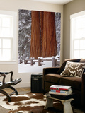 Sequoia and Kings Canyon National Park, Three Sequoia Trees and Fence, Winter, California, Usa Wall Mural by Gerry Reynolds