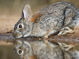 Eastern Cottontail (Sylvilagus Floridanus) Rabbit Drinking, Starr Co., Texas, Usa Photographic Print by Larry Ditto