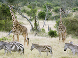 Zebras and Giraffes, Masai Mara, Kenya, Africa Photographic Print by Daniel Schreiber