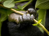Foot of a Juvenile Mountain Gorilla of the Umubano Group at Volcanoes Np in the Virungas, Rwanda Photographic Print by Ralph H. Bendjebar