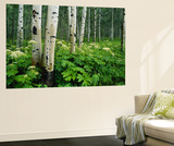 Cow Parsnip Growing in Aspen Grove, White River National Forest, Colorado, Usa Wall Mural by Adam Jones