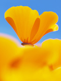 California Poppies, Eschscholzia Californica Californica, San Simeon State Park, California, Usa Photographic Print by Paul Colangelo