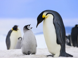Emperor Penguin (Aptenodytes Forsteri) Parent with Chick on Ice, Snow Hill Island, Antarctica Photographic Print by Keren Su