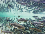 Spawning Chum and Red Salmon Near Kuliak Bay in Late Summer, Katmai National Park, Alaska, Usa Photographic Print by Paul Souders