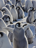 Emperor Penguin (Aptenodytes Forsteri) Chicks on Ice, Snow Hill Island, Antarctica Photographic Print by Keren Su