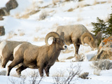 Big Horn Sheep Graze in the Gros Ventre Range, Jackson Hole, Wyoming, Usa Photographic Print by Daniel Schreiber