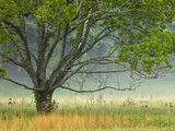 Foggy Sunrise, Cades Cove, Great Smoky Mountains National Park, Tennessee, Usa Photographic Print by Adam Jones