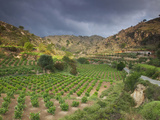 Vineyards in the White Mountains, Crete, Greece Photographic Print by Darrell Gulin