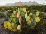 Chisos Mountains and Prickly Pear Cactus, Big Bend National Park, Brewster Co., Texas, Usa Photographic Print by Larry Ditto
