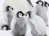 Emperor Penguin (Aptenodytes Forsteri) Chicks on Ice, Snow Hill Island, Antarctica Photographie par Keren Su